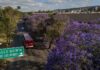 Jacarandas tiñen de violeta la Zona Río de Tijuana