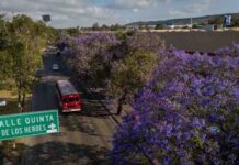 Jacarandas tiñen de violeta la Zona Río de Tijuana