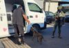 Asegura FGE a dos pitbulls en estado de desnutrición durante cateo por maltrato animal en Mexicali