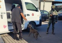 Asegura FGE a dos pitbulls en estado de desnutrición durante cateo por maltrato animal en Mexicali