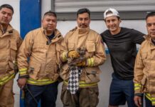 Bomberos rescatan a cachorro atrapado en tubería de la Zona Centro